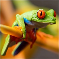 Where's The Frog? pour PC