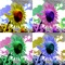 "Art Serigraphy" is photo / video editor app to create Serigraph / Screen Print Art Style Image from photographs and illustrations