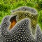 TriMeshImager generates a triangular mesh from a photo, and converts it to a vector image (drawing art)