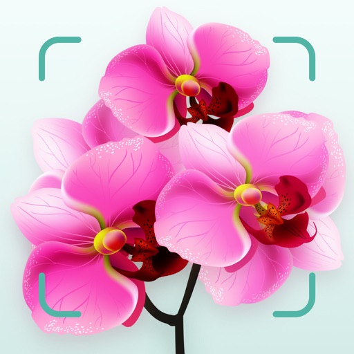 Flower plant ident and care