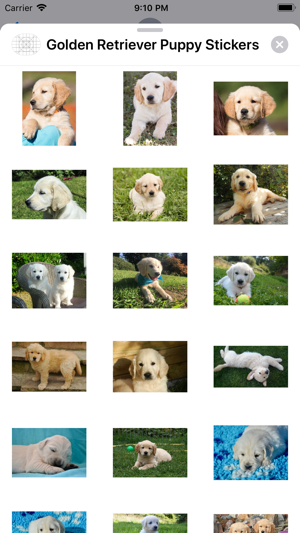 Golden Retriever Puppy Sticker(圖1)-速報App