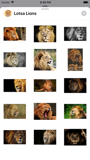 King of the Jungle Stickers(圖2)-速報App