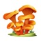 Jasedo Riwuse, a variety of mushroom stickers carefully made by our company, can enrich your iMessage chat picture library, let you fight with your friends to give people a bright feeling, increase the fun of chatting, and make life better