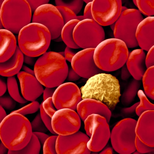 Manual Práctico de Hematología Download