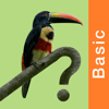 Costa Rica Birds Basic - Michael Mullin