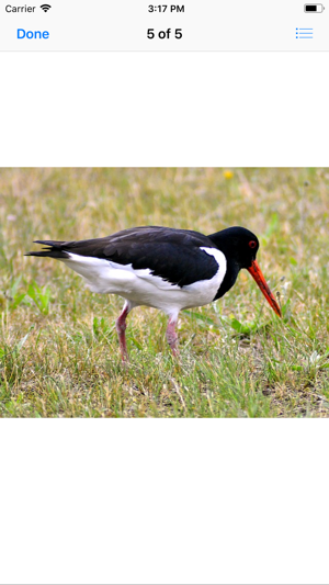 Oystercatcher Stickers(圖6)-速報App