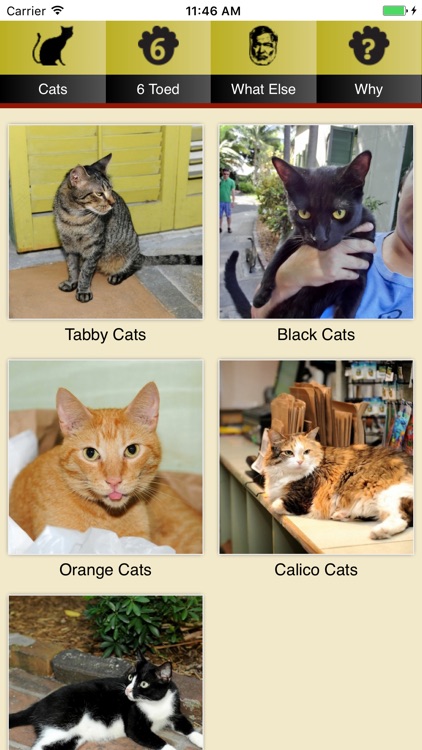 Hemingway Cats