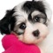Cute Puppy Puzzles - is a New Classical Jigsaw Puzzle solving game for your iPhone, iPad and iPod touch devices