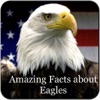 Amazing Eagles Facts 1800