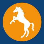 Cavallino