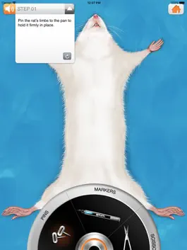 Game screenshot Rat Dissection hack