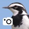 A simple to use app that enables you to annotate, organise and view your bird photographs