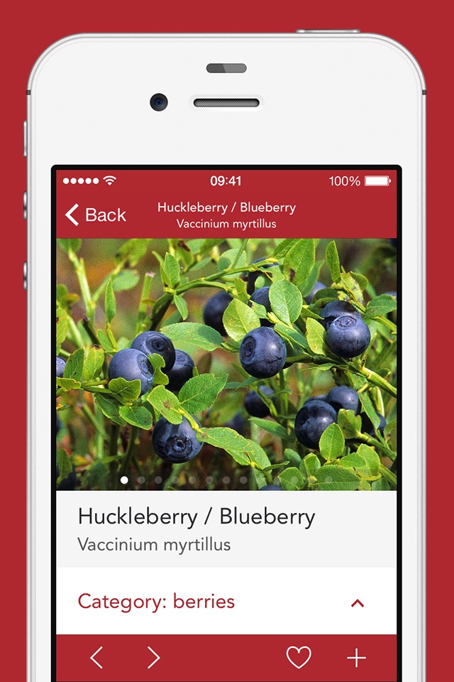 Wild Berries and Herbs LITE screenshot 3
