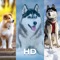 Are you looking for dog wallpaper