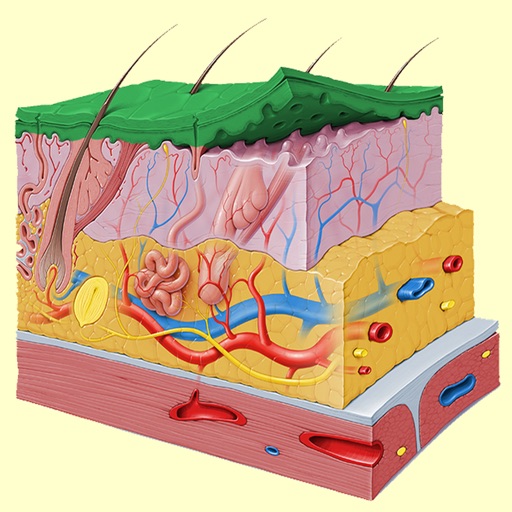 Integumentary System Trivia iOS App