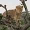 The Naboisho app allows you to record your sighting in the Naboisho Conservancy in Kenya