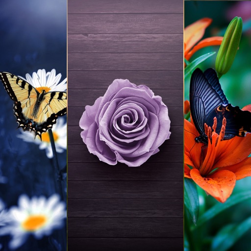 Macro Wallpapers HD icon