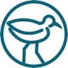 Jacana Jacana