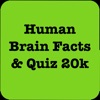 Human Brain Facts & Quiz 2000