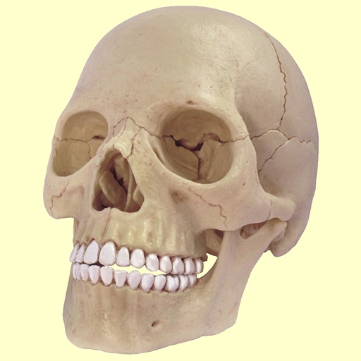 Human Skeletal System Trivia Icon