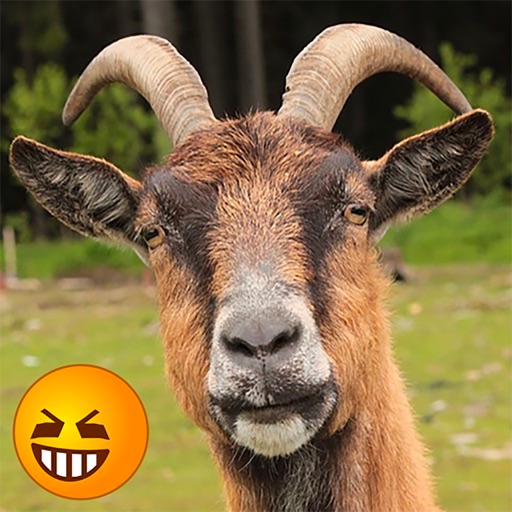 Funny Goat Sounds