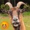 Funny Soundboard board and game app for Goat sounds