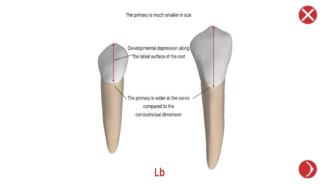 Dental Corpus Primary Lite(圖4)-速報App