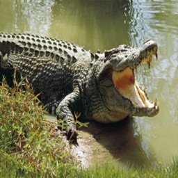 Angry Crocodile Attack 2021