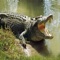 Angry Crocodile Attack 2021 - Wild Hunt Game: