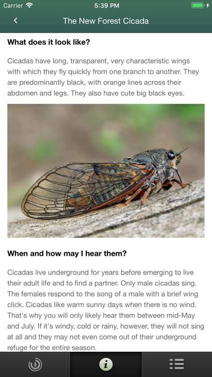 Cicada Hunt screenshot-3