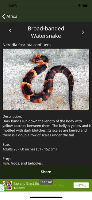 Amazing World Of Snakes(圖9)-速報App