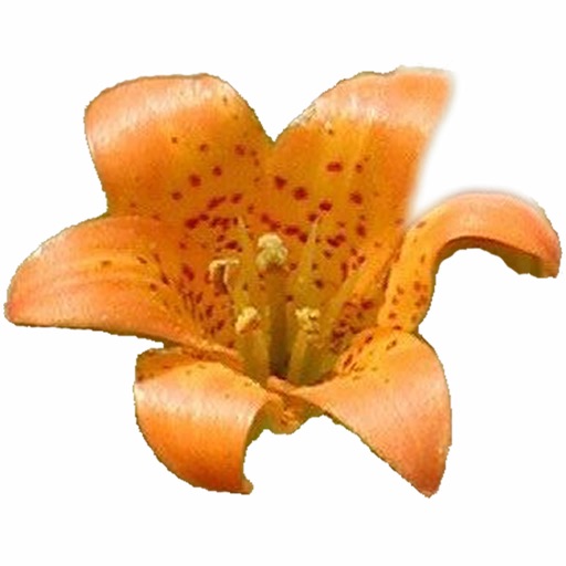 Yosemite Wildflowers Download