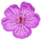 Flora of the Wasatch presents more than 300 wildflowers, grasses, shrubs and trees readily found in the Wasatch Range, including such diverse ecosystems as the Great Basin desert and alpine tundra