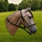 The best horse sounds, remastered for maximum quality and normalised volume