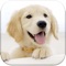 Dog Pairs is a fun matching pairs memory game featuring dogs of many races