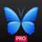 Everpix - high quality exclusive wallpapers, to personalize your device