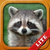 Icon Animals for Kids, toddler game