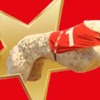 Greyhound Star App