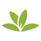 Pl@ntNet is an application that allows you to identify plants simply by photographing them with your smartphone