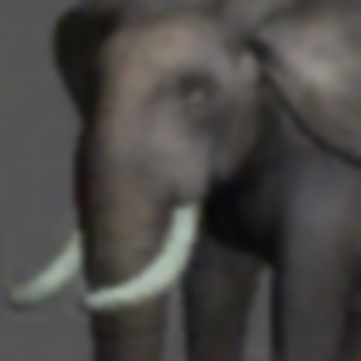 Elephant Pose Tool 3D icon