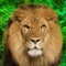 Animal Kingdom is a quiz game that will help you learn everything about Animals - Mammals, Birds, Reptiles, Amphibians, Fishes, Molluscs, Crustaceans, Insects, Arachnids, Latin/Binomial names and much more