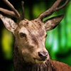 ハンティング クラッシュ 野生 動物 シューティング 3D