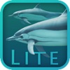 Dolphins 3D Lite