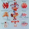 Anatomy : Endocrine System