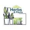 Herbs and plant