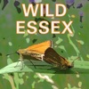 Wild Essex