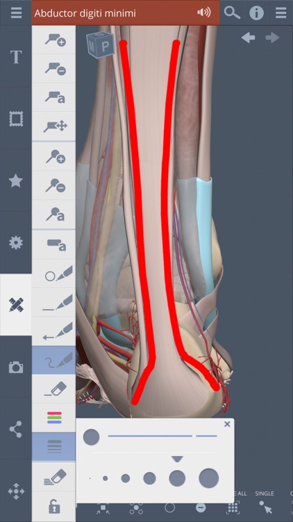 Primal's 3D Leg, Ankle & Foot screenshot-4