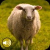 Sheep Sounds Ringtones