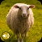 Download the Sheep sounds and free mp3 ringtones