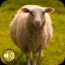 Get Sheep Sounds Ringtones for iOS, iPhone, iPad Aso Report